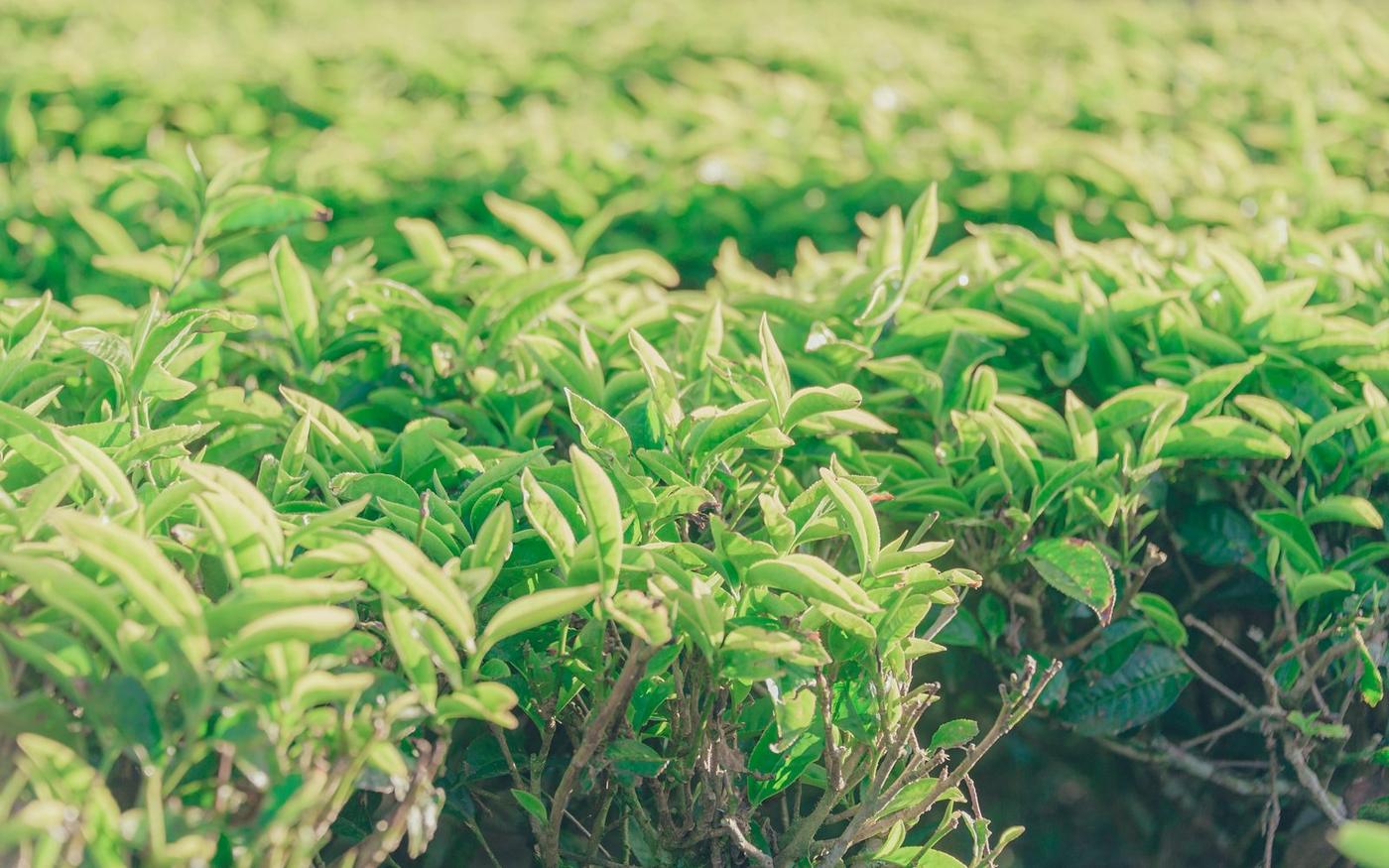 Une agriculture circulaire en Europe, c'est possible !